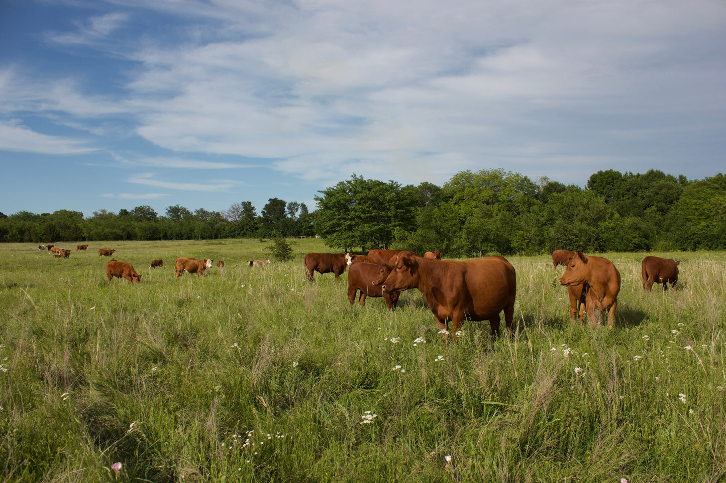 Texas Gold Tallow goes out to grass fed and grass finished cows open grazing a pasture at Prairie Farmstead in Sherman Texas, a regenerative local farm with no pesticides, herbicides, hormones, or antibiotics.