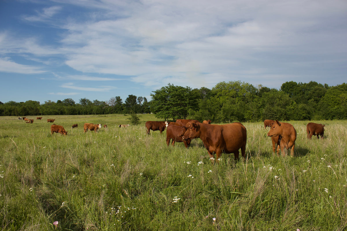Texas Gold Tallow at Prairie Farmstead with some of their pasture raised regenerative cows