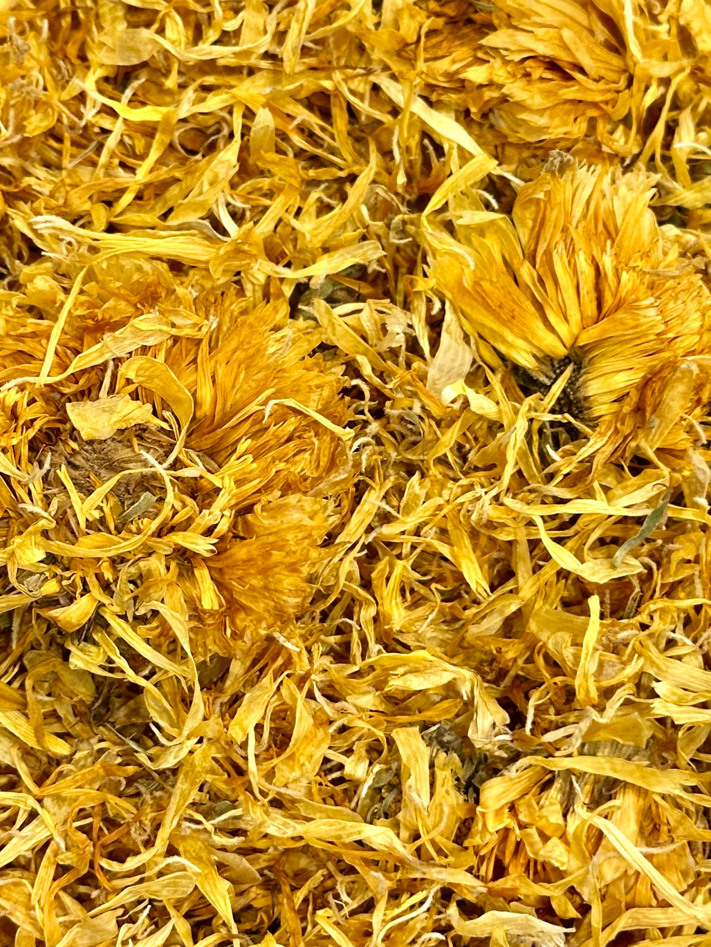 Close-up of dried yellow flowers Texas Gold Tallow