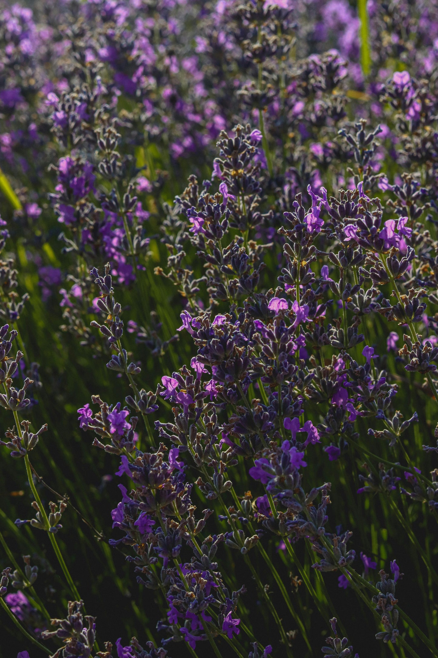 texas gold tallow ingredient list Field of lavender