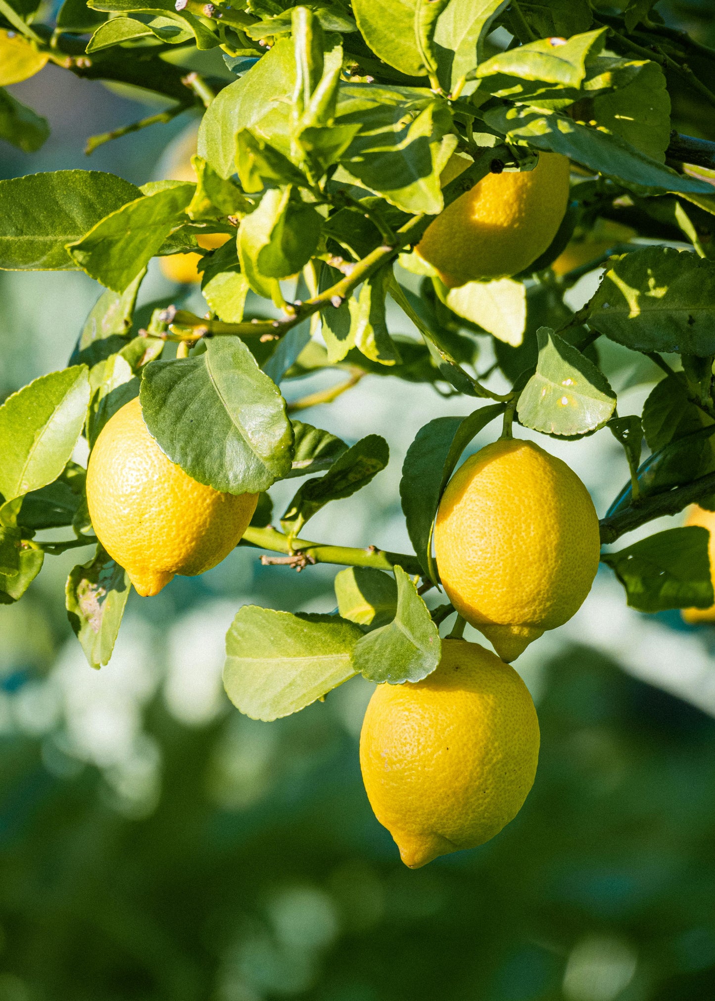 Yellow lemons hanging from a tree with green leaves.
