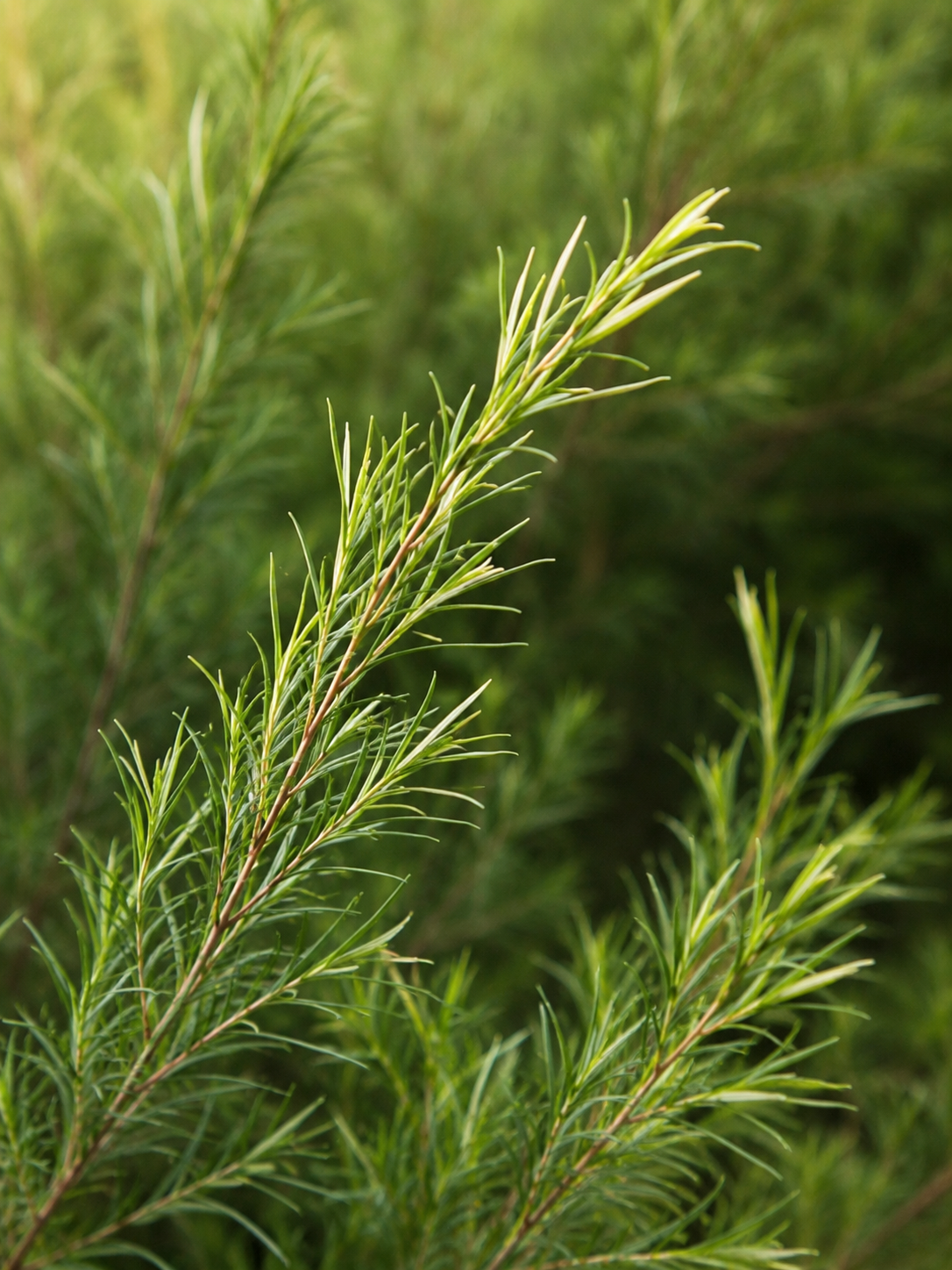 Texas gold tallow close-up of tea tree plants